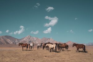 Song Kul, Kirghizistan